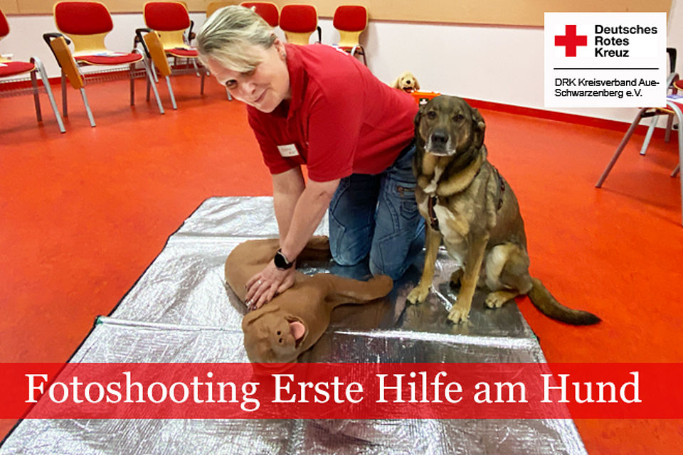 DRK Ausbilderin demonstriert Herzdruckmassage am Hundedummy. Schäferhundmischling Juri sitzt daneben.