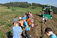 Kartoffelernte. Kindergartenkinder folgen einem Traktor, der gerade Furchen zur Kartoffellese gezogen hat.