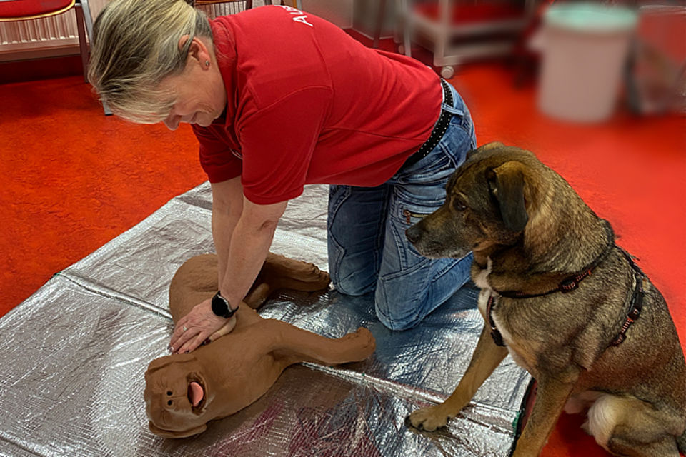 DRK Ausbilderung demonstriert die nDurchführung der Herzdruckmassage am Hundedummy. Schäferhundmischling sitzt daneben und schaut zu.