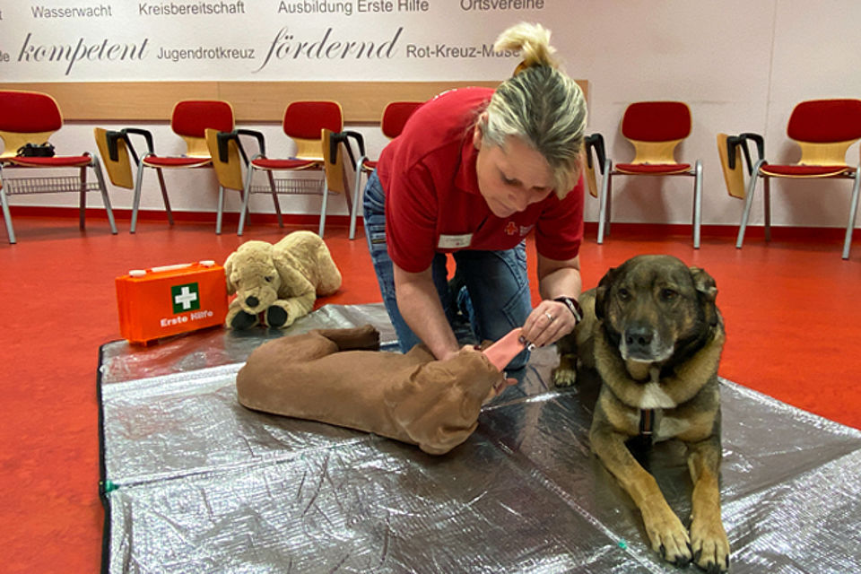 DRK Ausbilderin demonstriert das Kontrollieren des Mundraumes am Hundedummy. Schäferhundmischling liegt entspannt daneben.