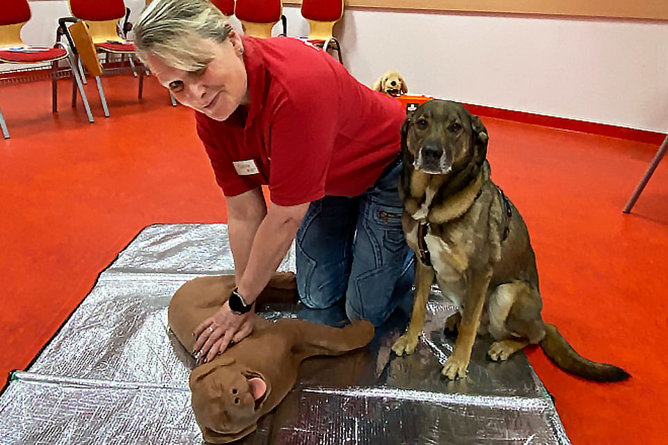 DRK Ausbilderin zeigt die Durchführung der Herzdruckmassage am Hundedummy. Schäferhundmischling sitzt daneben.