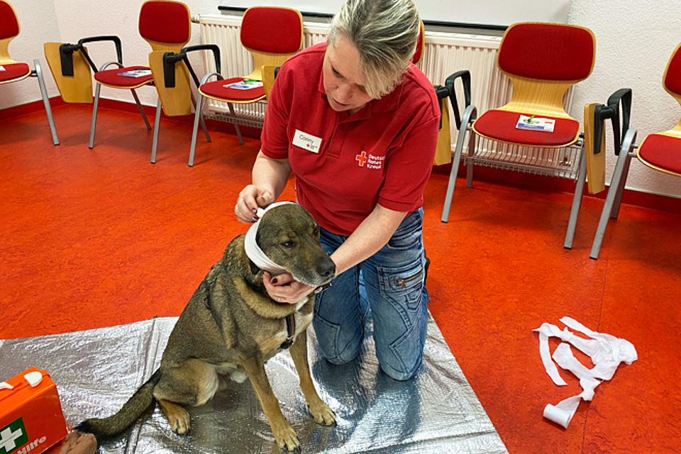 DRK Ausbilderin legt einen Kopfverband beim Hund an.