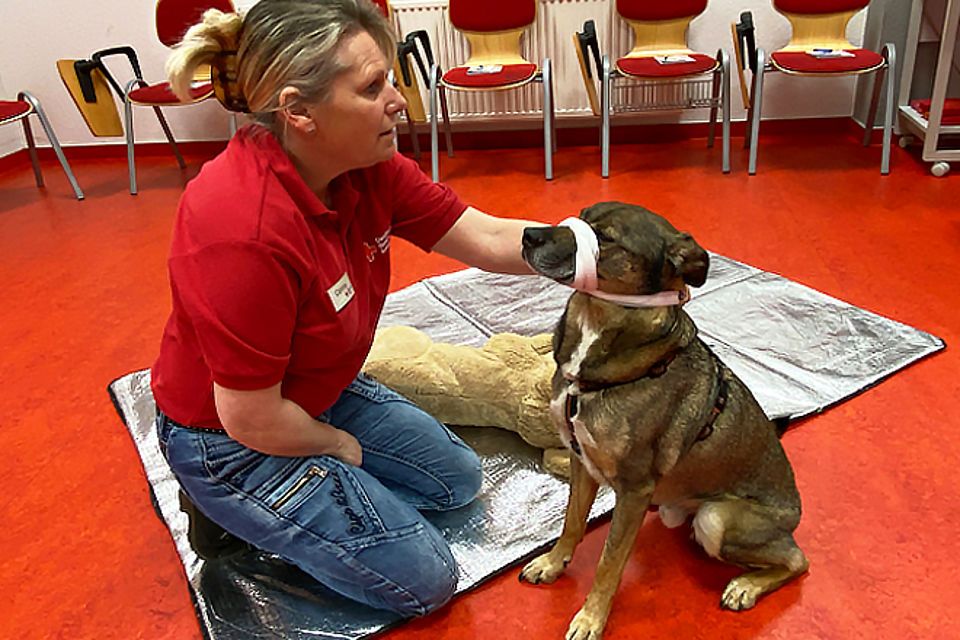 DRK Ausbilderin stellt einen Maulverband am Hund vor. Dieser dient zum Selbstschutz.